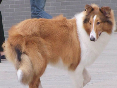 蘇格蘭牧羊犬.jpg