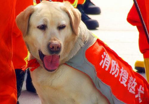 拉布拉多犬