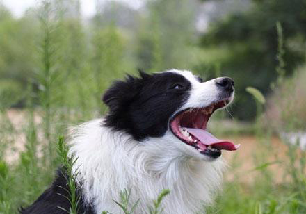 邊境牧羊犬