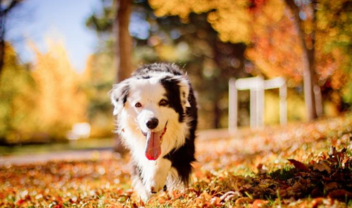 邊境牧羊犬的飛盤訓練