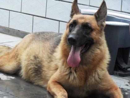 德國牧羊犬