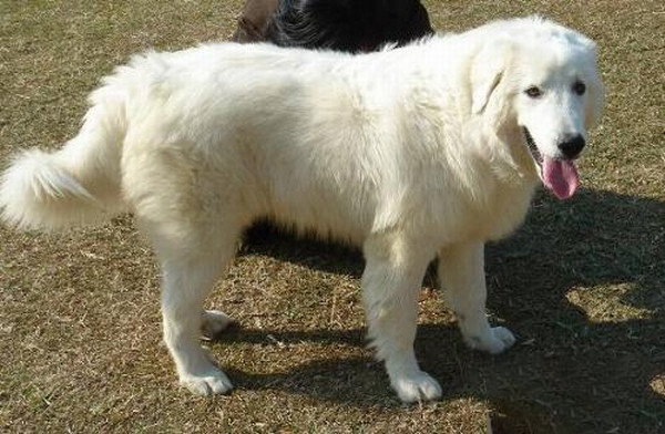 怎麼讓大白熊犬學會趴下