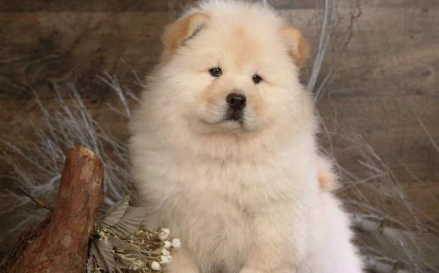 松獅犬