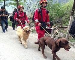 搜救犬