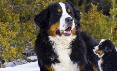 如何訓練伯恩山犬聽令即叫