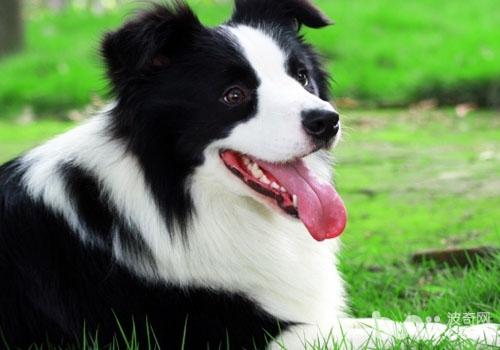 邊境牧羊犬