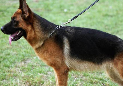 德國牧羊犬
