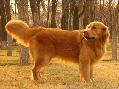 金毛犬.jpg