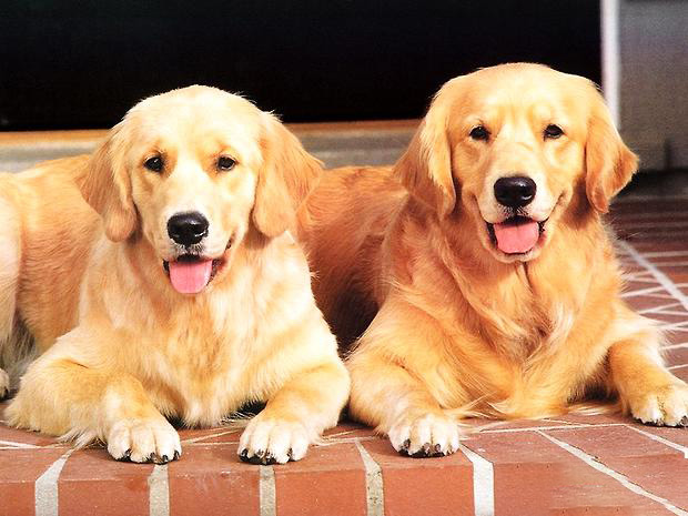 金毛犬