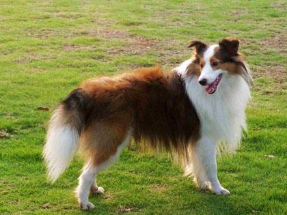 喜樂蒂牧羊犬