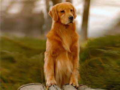 金毛犬.jpg