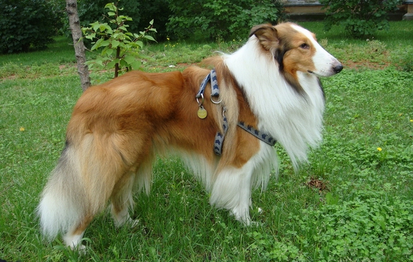 訓練蘇格蘭牧羊犬安靜下來的方法