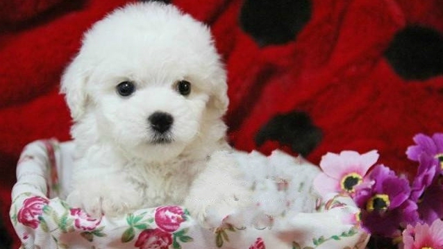 如何訓練比熊犬握手