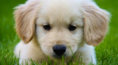 金毛犬
