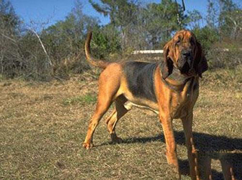 尋血獵犬