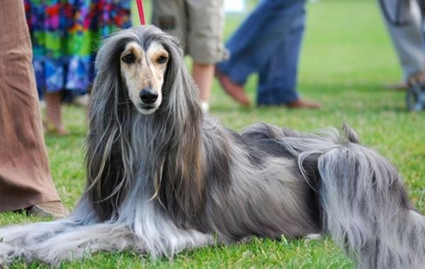 讓阿富汗犬學會安靜的坐車