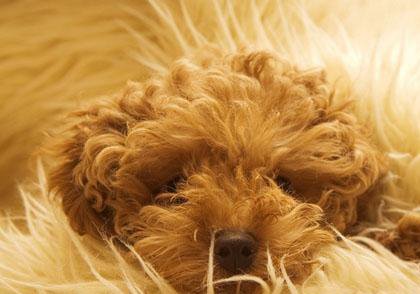 貴賓犬