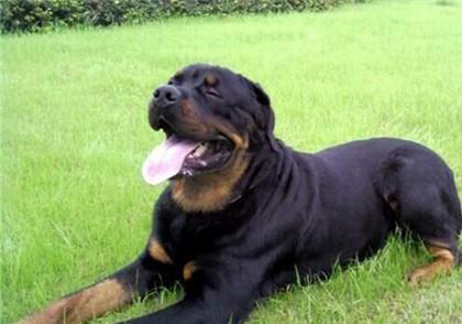  羅威納犬