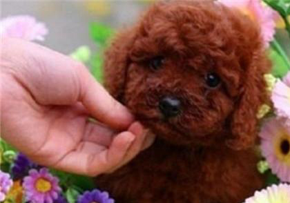 貴賓犬