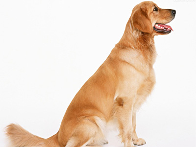 金毛犬.jpg