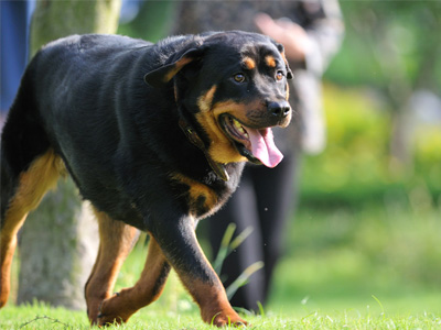 羅威納犬.jpg