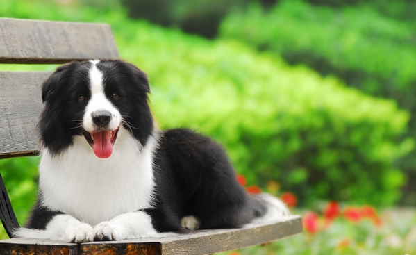 訓練邊境牧羊犬拒食訓練
