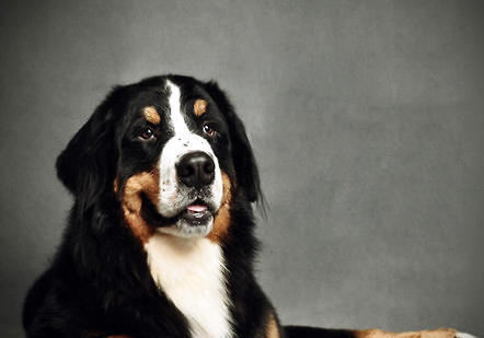 伯恩山犬