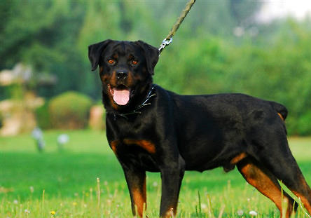 羅威納犬
