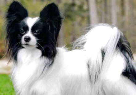 蝴蝶犬