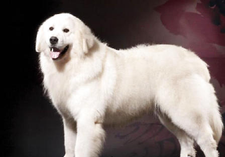 大白熊犬