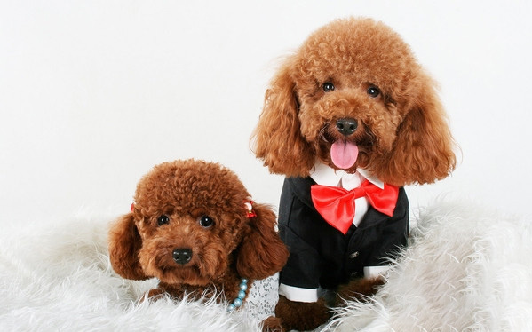 泰迪犬.jpg