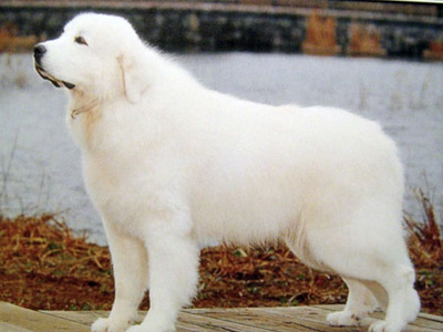 大白熊犬.jpg