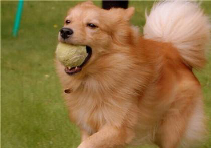 芬蘭獵犬