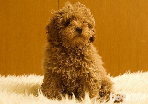 貴賓犬