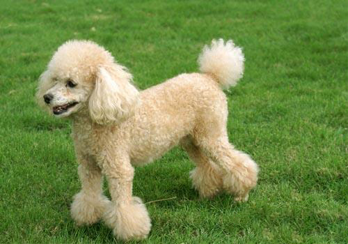 貴賓犬