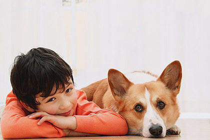 訓練柯基犬打滾兒