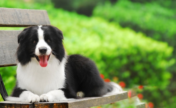 訓練邊境牧羊犬拒食