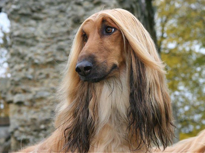 阿富汗犬.jpg