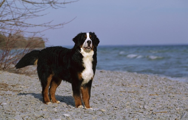 訓練剛來的伯恩山犬不亂叫
