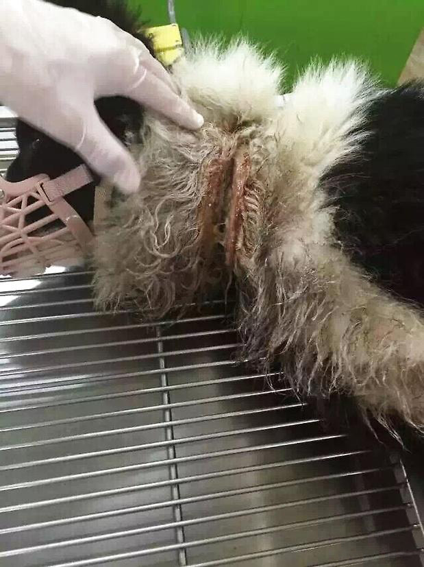 邊牧的傷口
