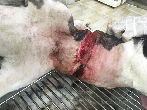 將傷口周圍的毛剃干淨