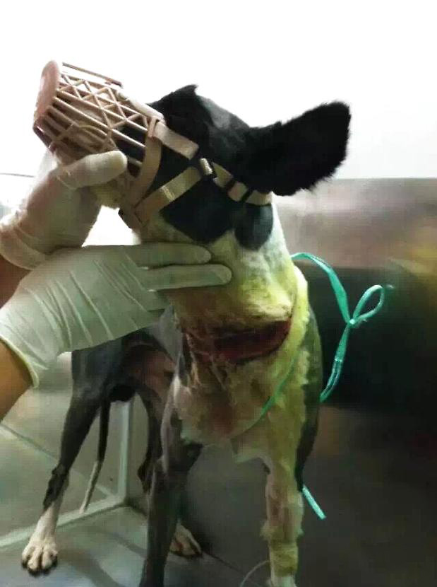 邊牧傷口