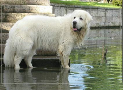蘇俄獵狼犬智商