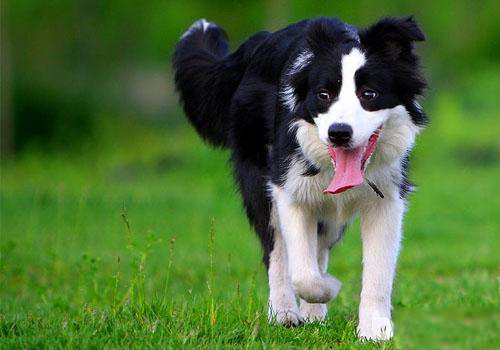 邊境牧羊犬