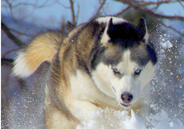 怎麼教哈士奇雪橇犬銜取嗎