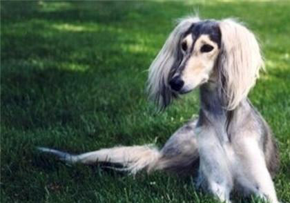 東非獵犬