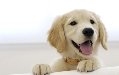 如何訓練金毛犬叼東西