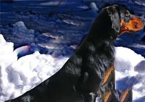 黑褐獵浣熊犬