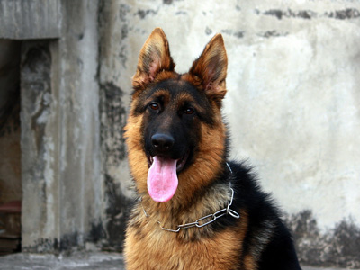 德國牧羊犬.jpg