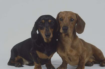 兩只臘腸犬在拍照